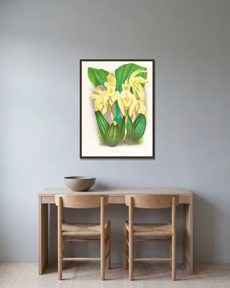 Lycaste costata av Jean Jules Linden inramad på en vägg