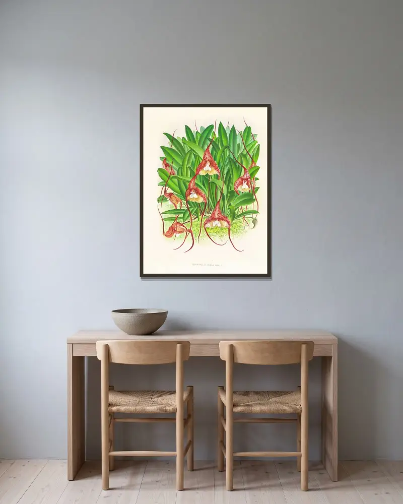 Masdevallia bella av Jean Jules Linden inramad på en vägg
