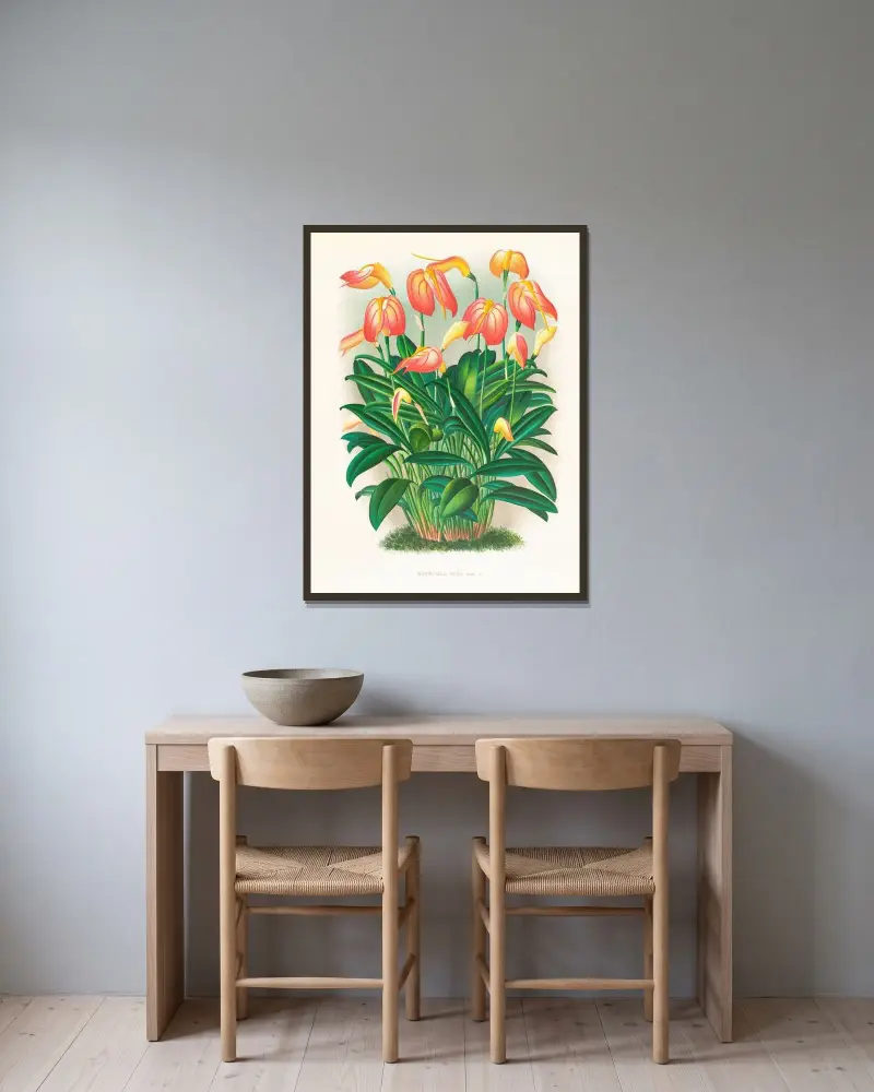 Masdevallia ignea av Jean Jules Linden inramad på en vägg