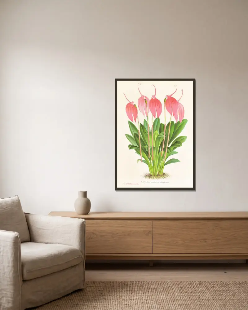 Masdevallia lindeni var grandiflora av Jean Jules Linden inramad på en vägg
