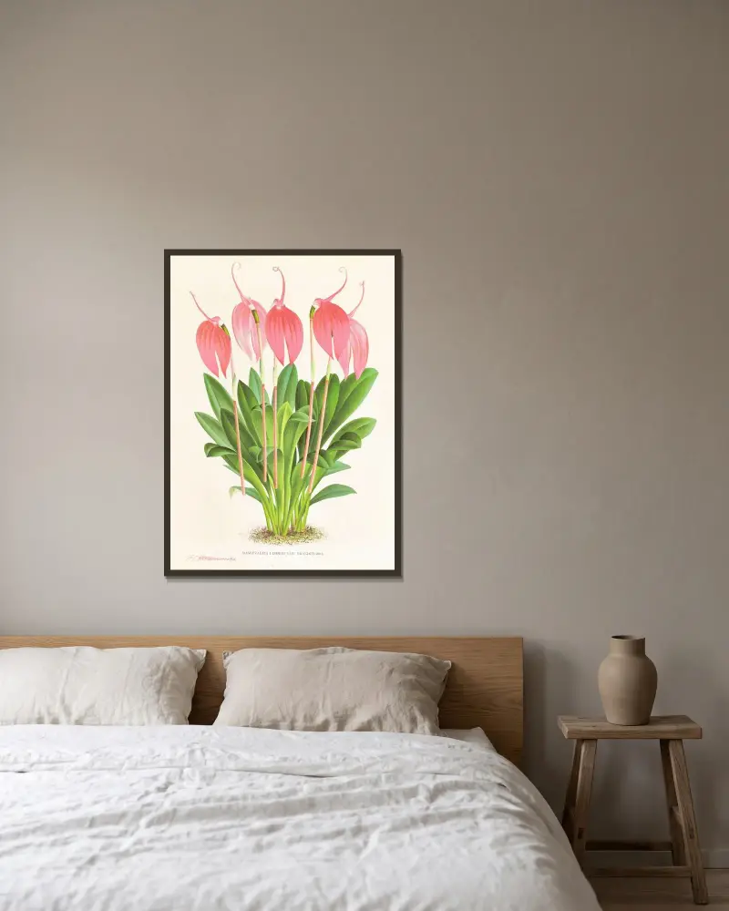 Masdevallia lindeni var grandiflora av Jean Jules Linden inramad på en vägg