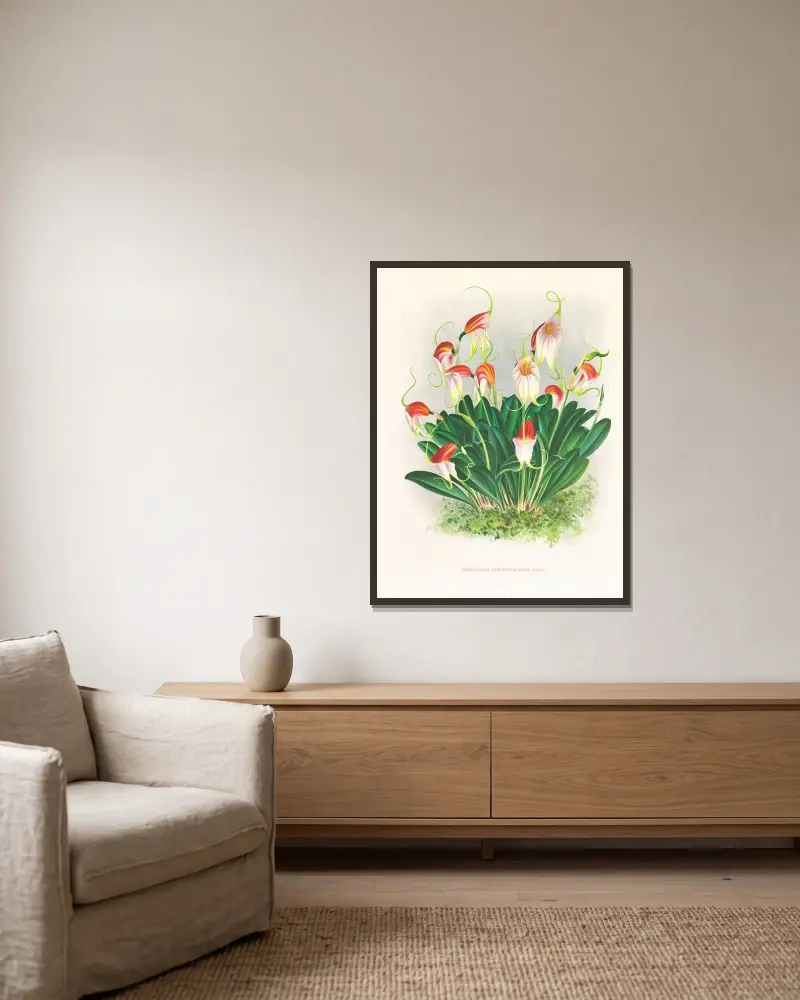 Masdevallia reichenbachiana av Jean Jules Linden inramad på en vägg