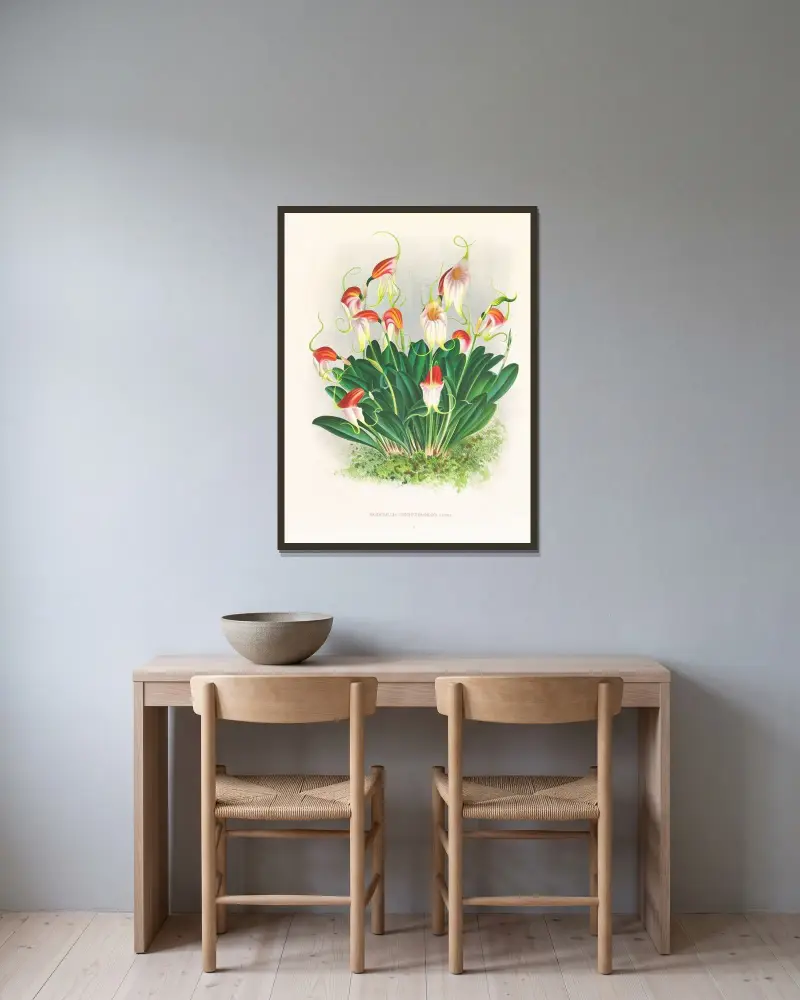 Masdevallia reichenbachiana av Jean Jules Linden inramad på en vägg