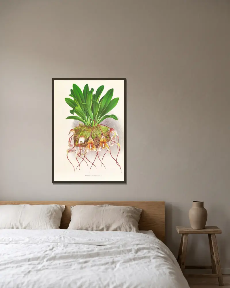Masdevallia Roezli av Jean Jules Linden inramad på en vägg