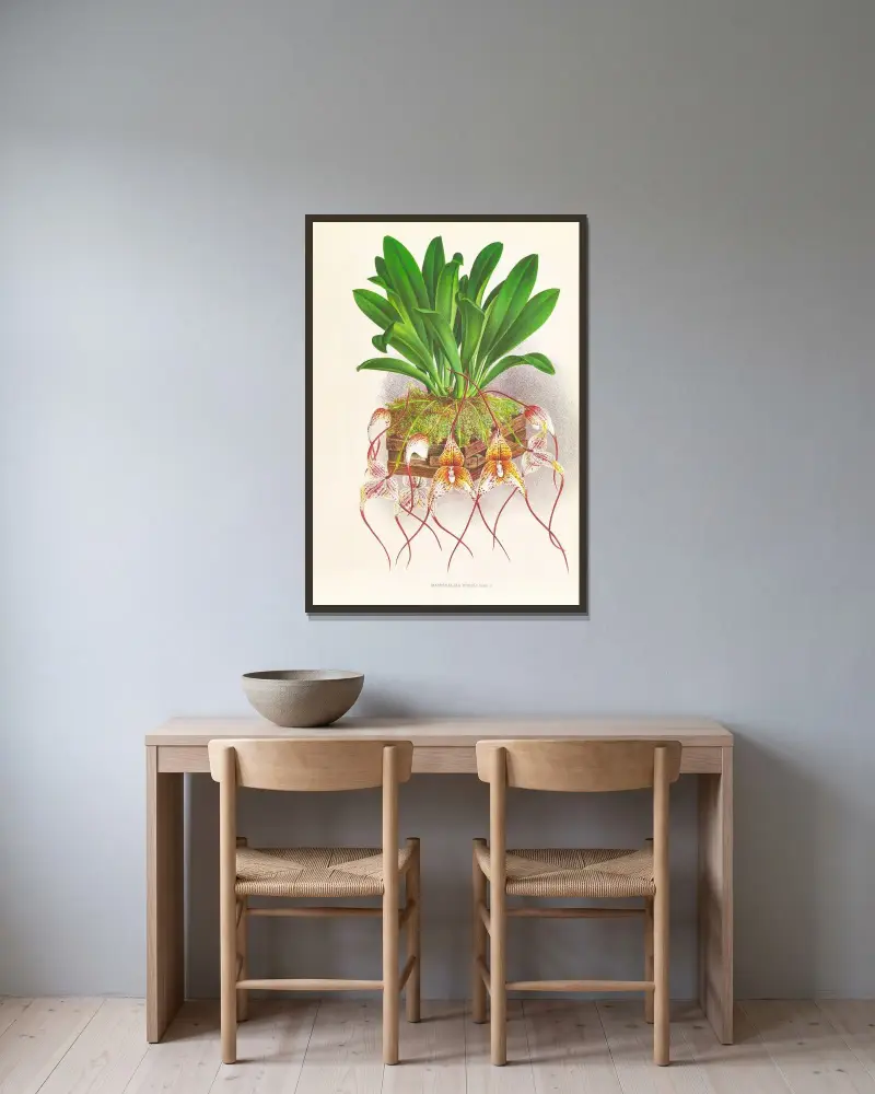 Masdevallia Roezli av Jean Jules Linden inramad på en vägg