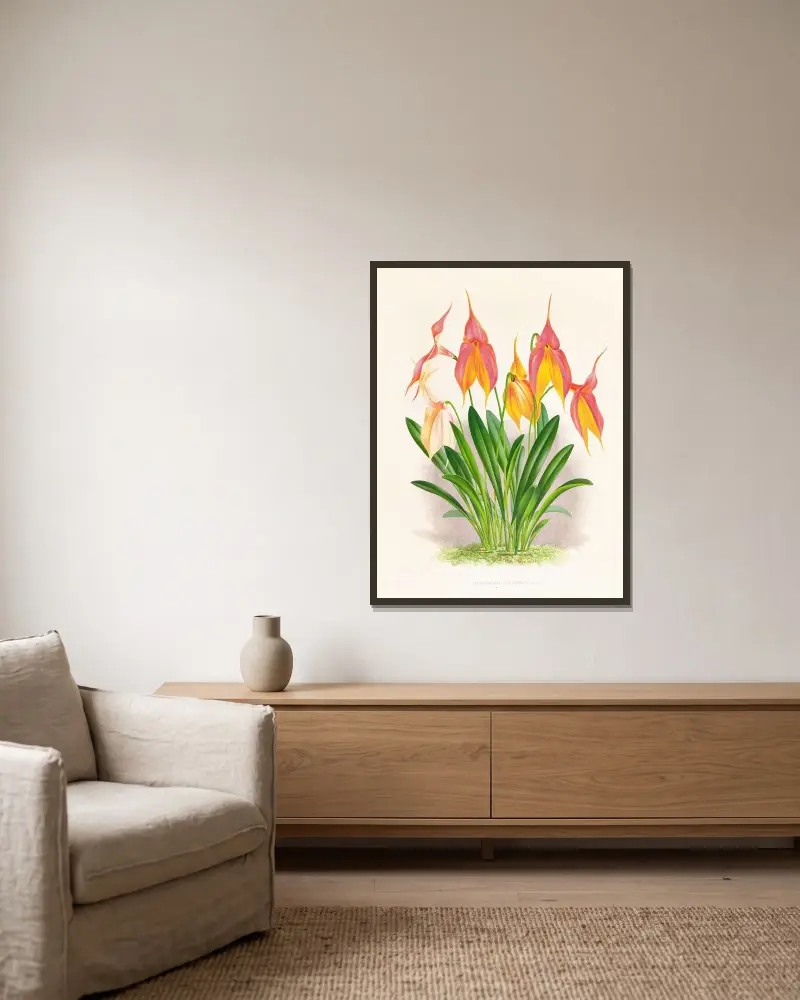 Masdevallia veitchiana av Jean Jules Linden inramad på en vägg
