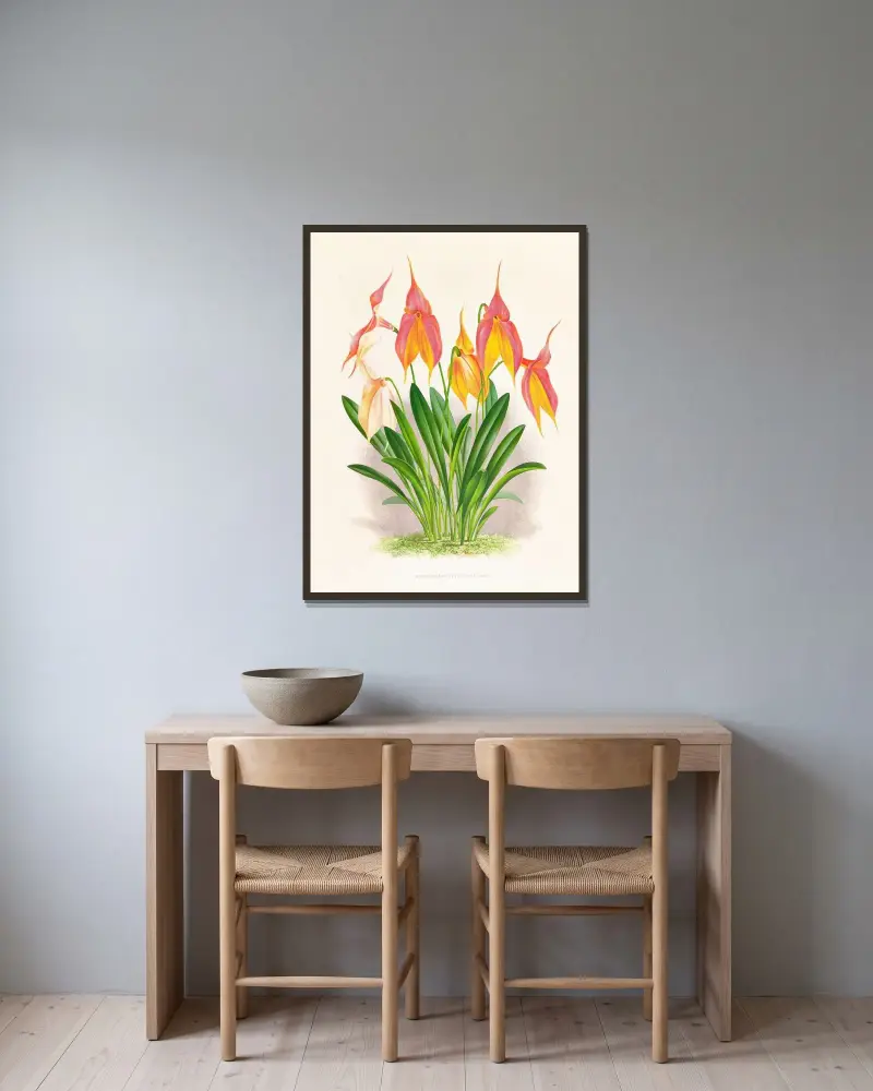 Masdevallia veitchiana av Jean Jules Linden inramad på en vägg