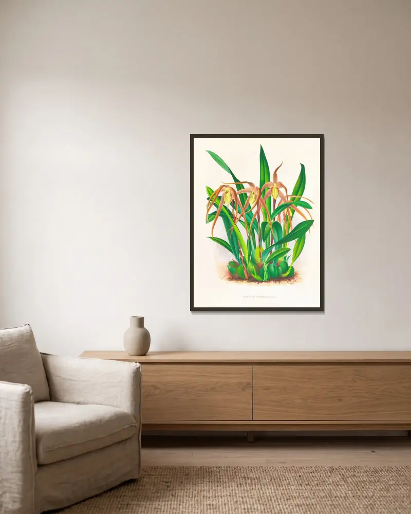 Maxillaria longisepala av Jean Jules Linden inramad på en vägg