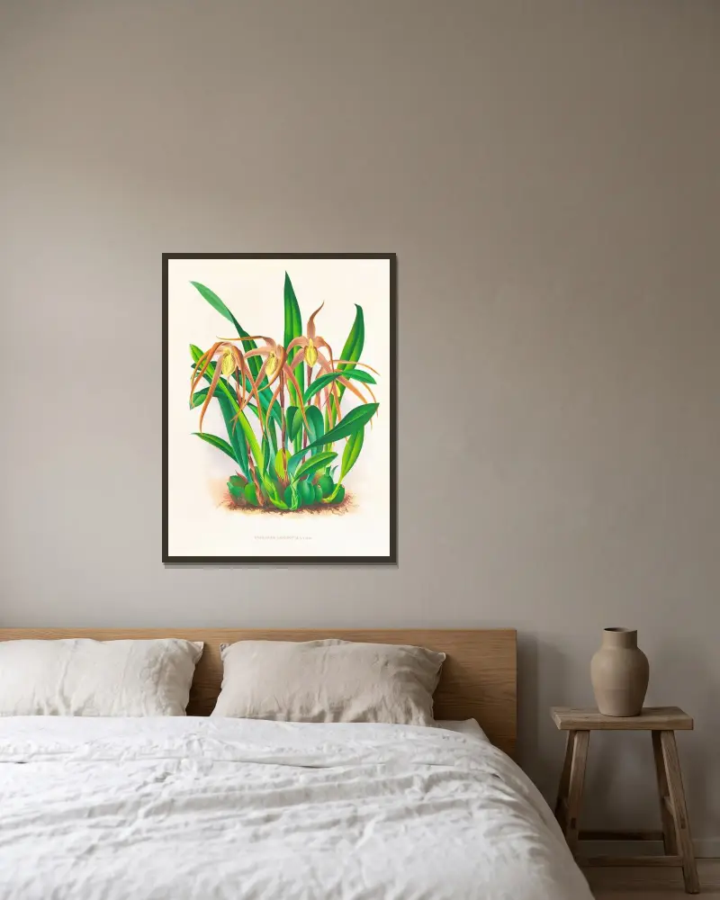 Maxillaria longisepala av Jean Jules Linden inramad på en vägg