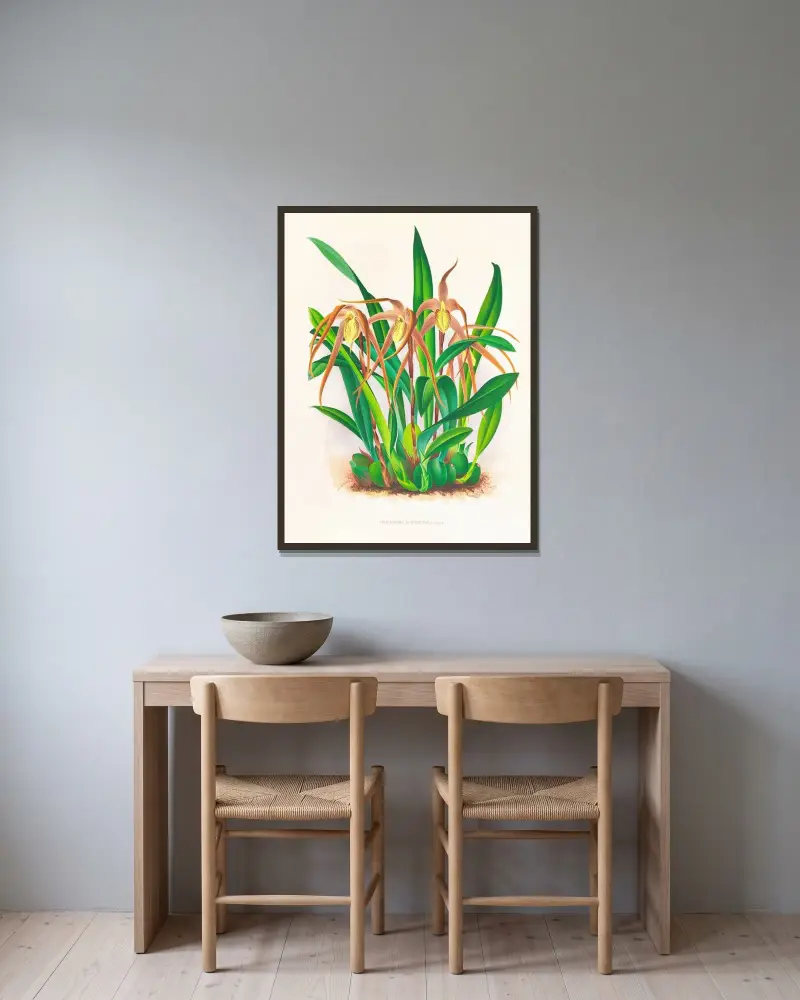 Maxillaria longisepala av Jean Jules Linden inramad på en vägg