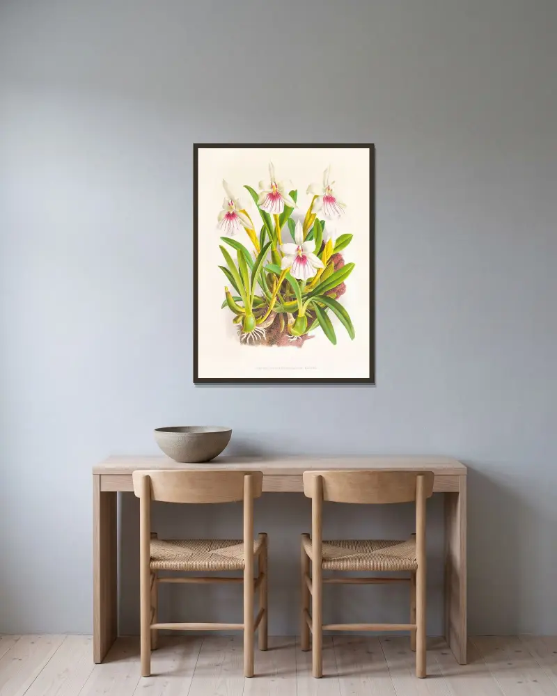 Miltonia spectabilis av Jean Jules Linden inramad på en vägg