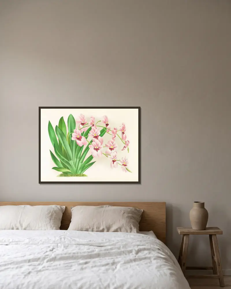 Miltonia vexillaria av Jean Jules Linden inramad på en vägg