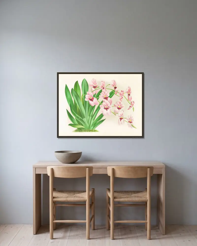 Miltonia vexillaria av Jean Jules Linden inramad på en vägg