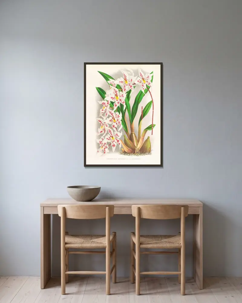 Odontoglossum alexandrae var. cutsemianum von Jean Jules Linden gerahmt an einer Wand