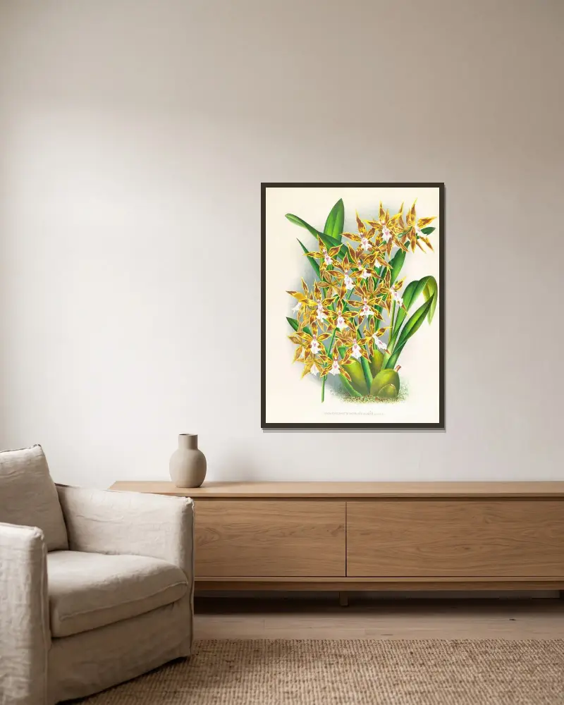 Odontoglossum boddaertianum av Jean Jules Linden inramad på en vägg
