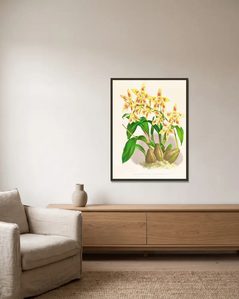 Odontoglossum coradinei var grandiflorum av Jean Jules Linden inramad på en vägg