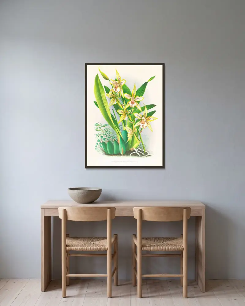 Odontoglossum duvivierianum av Jean Jules Linden inramad på en vägg