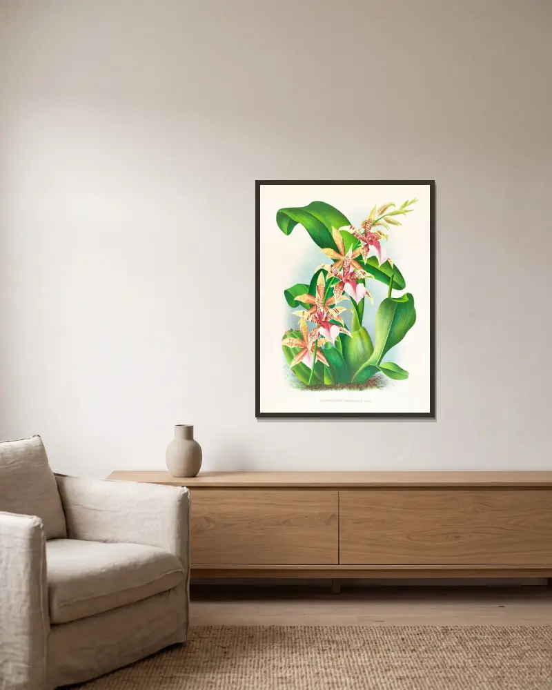 Odontoglossum Hastilabium av Jean Jules Linden inramad på en vägg