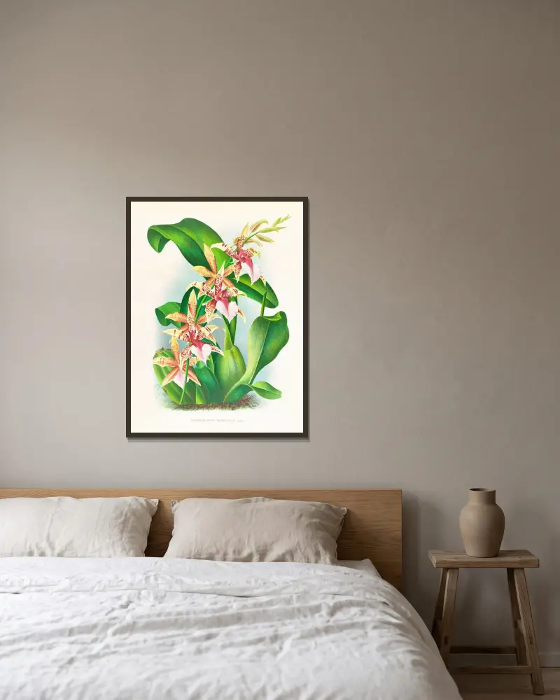 Odontoglossum Hastilabium av Jean Jules Linden inramad på en vägg