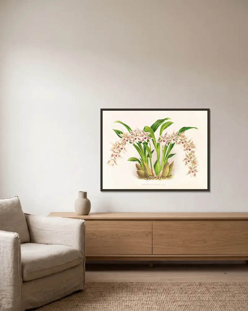 Odontoglossum lucianianum av Jean Jules Linden inramad på en vägg