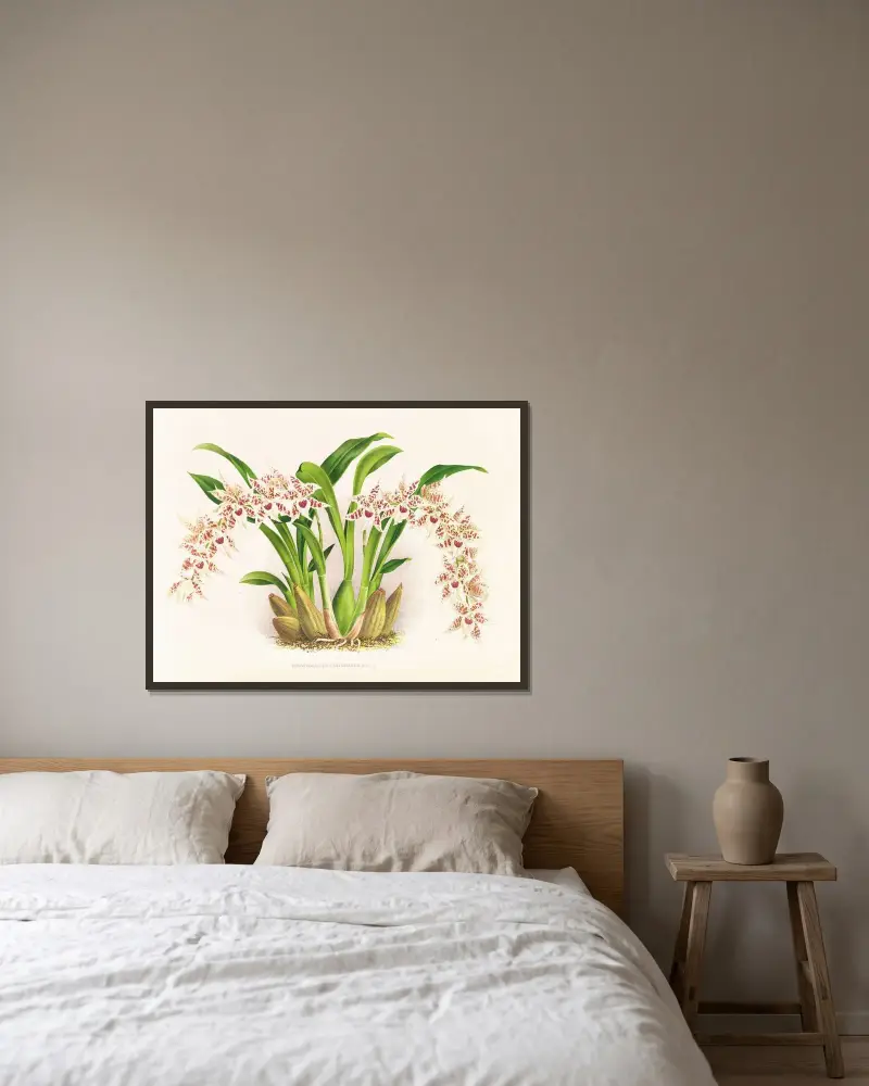 Odontoglossum lucianianum av Jean Jules Linden inramad på en vägg