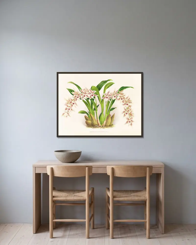 Odontoglossum lucianianum av Jean Jules Linden inramad på en vägg