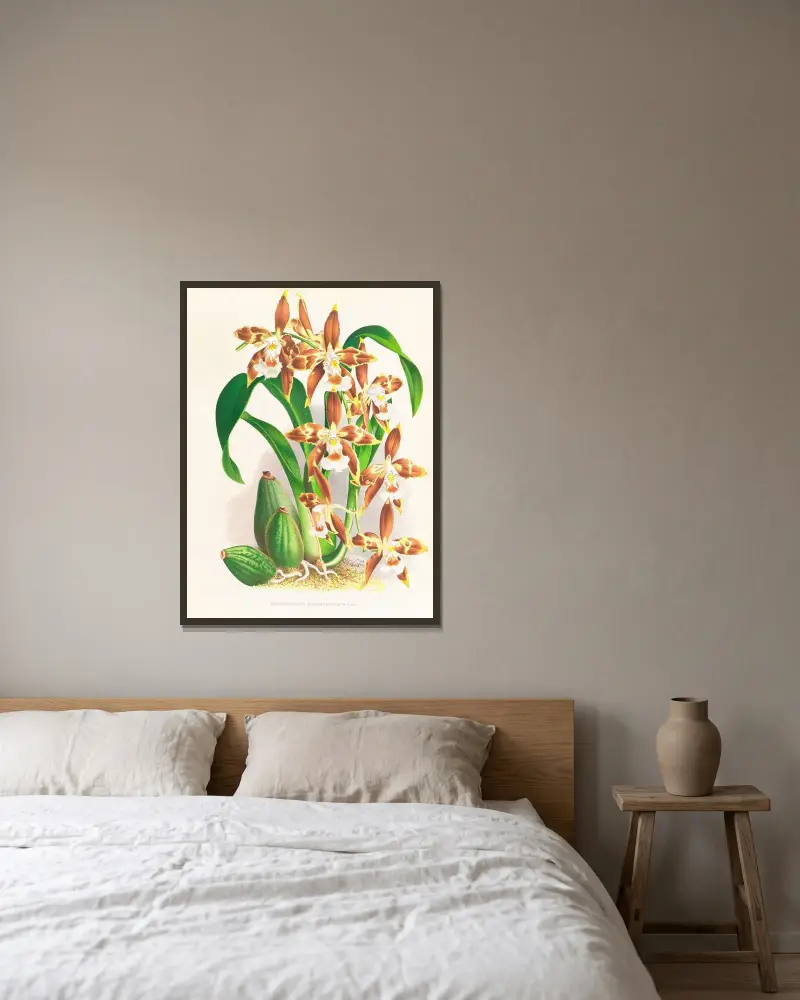 Odontoglossum luteo-purpureum av Jean Jules Linden inramad på en vägg