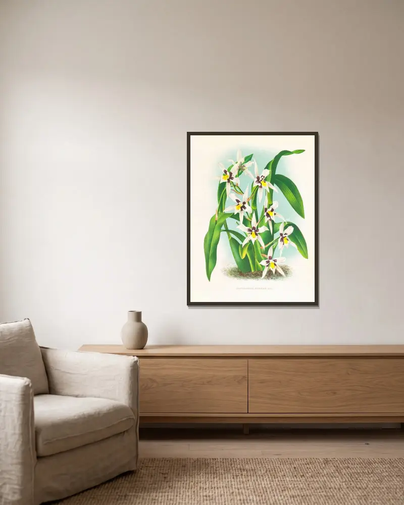 Odontoglossum maxillare av Jean Jules Linden inramad på en vägg