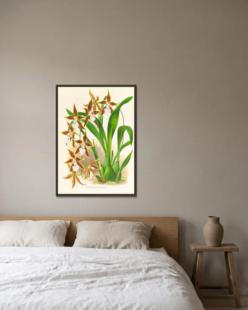 Odontoglossum nevadense av Jean Jules Linden inramad på en vägg