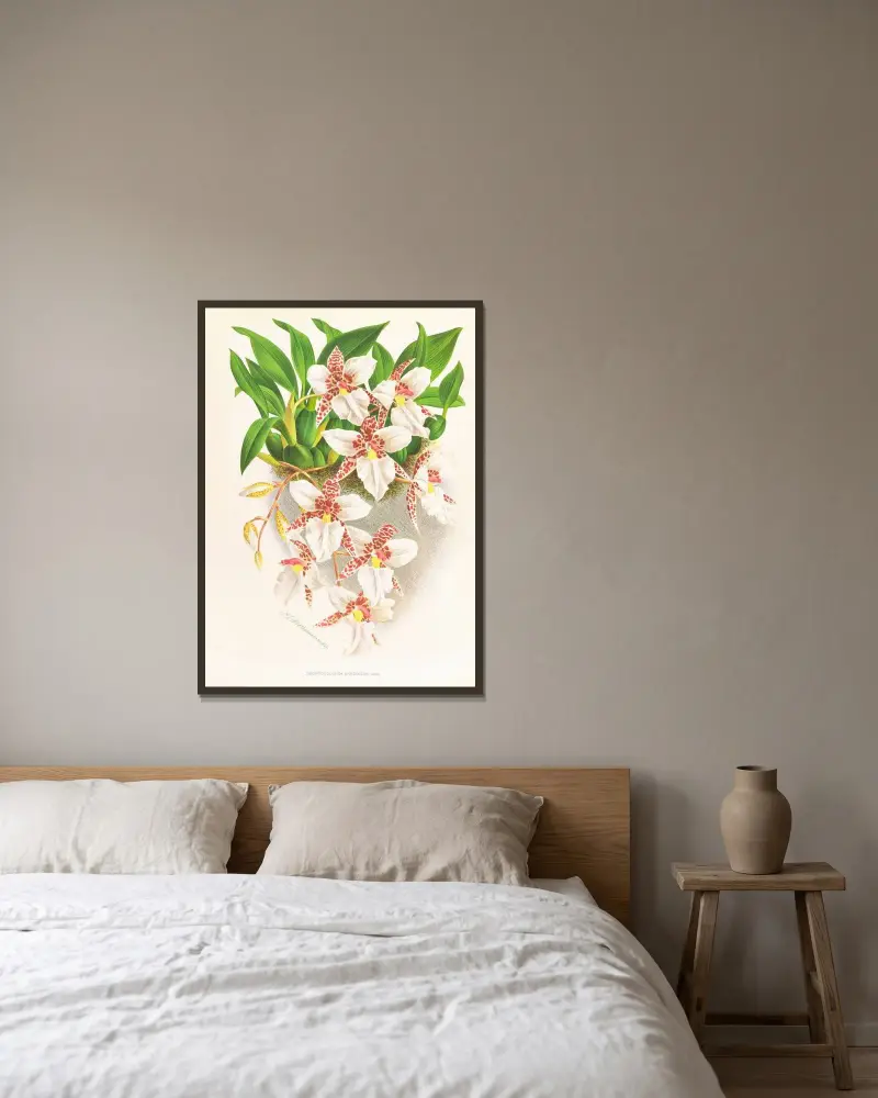Odontoglossum rubescens av Jean Jules Linden inramad på en vägg