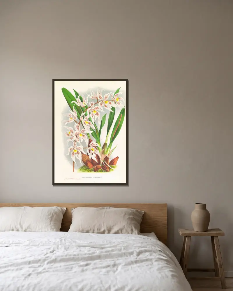 Odontoglossum Ruckerianum av Jean Jules Linden inramad på en vägg