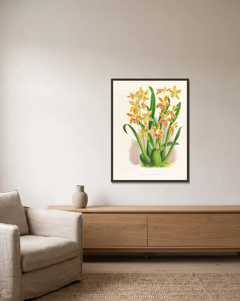 Odontoglossum schillerianum av Jean Jules Linden inramad på en vägg