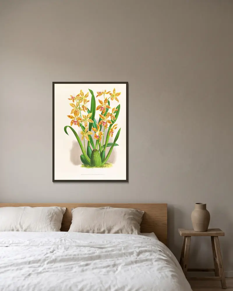 Odontoglossum schillerianum av Jean Jules Linden inramad på en vägg