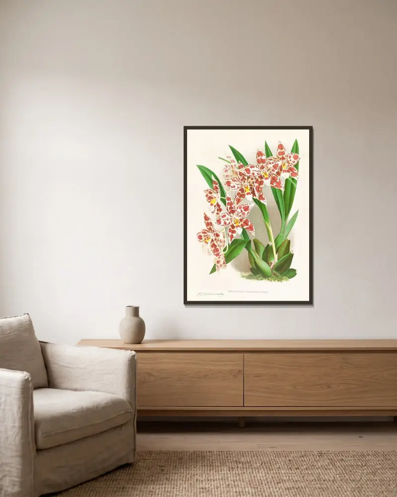 Odontoglossum wilckeanum albens av Jean Jules Linden inramad på en vägg