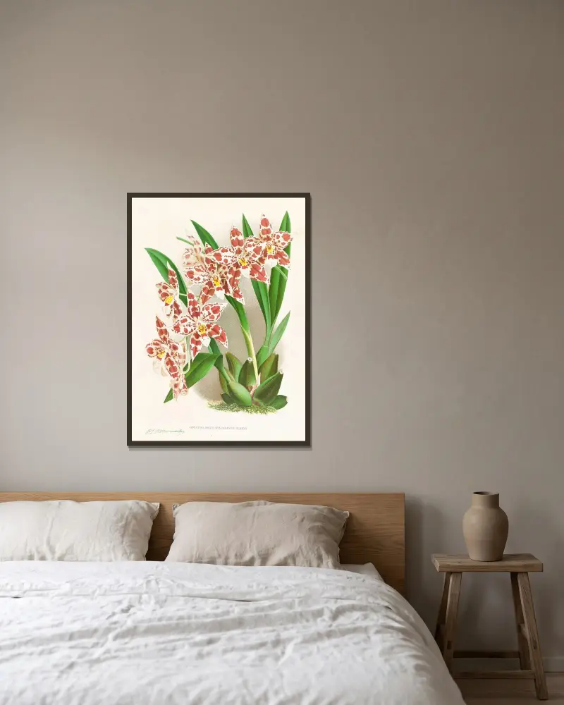 Odontoglossum wilckeanum albens av Jean Jules Linden inramad på en vägg