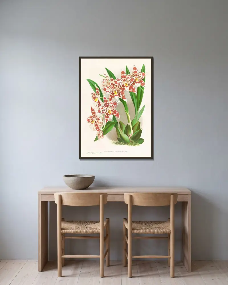 Odontoglossum wilckeanum albens av Jean Jules Linden inramad på en vägg
