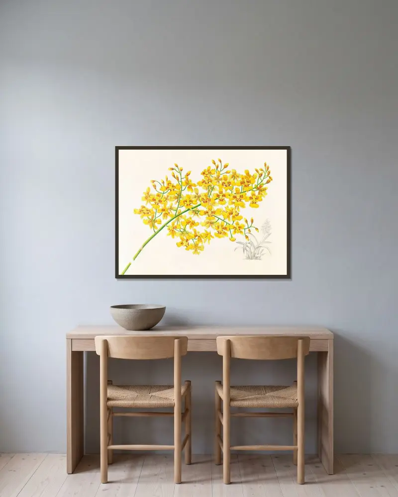 Oncidium aurosum av Jean Jules Linden inramad på en vägg