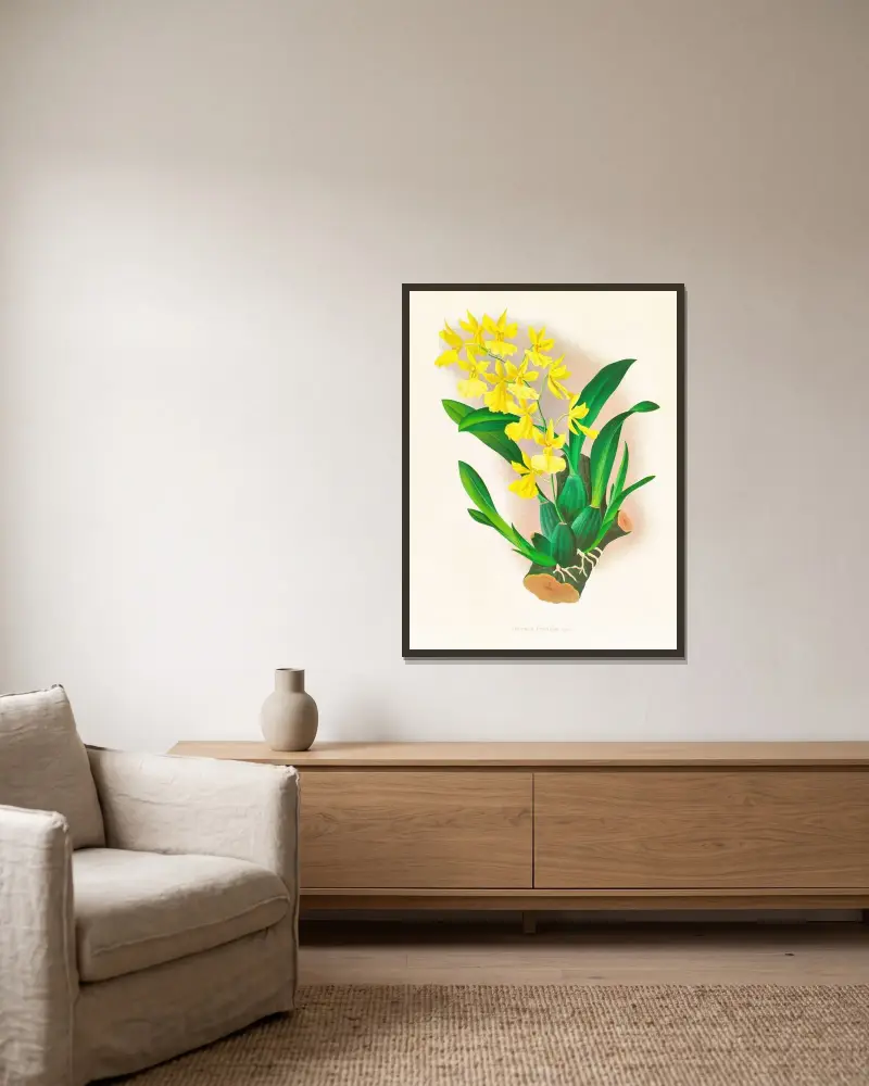 Oncidium concolor av Jean Jules Linden inramad på en vägg