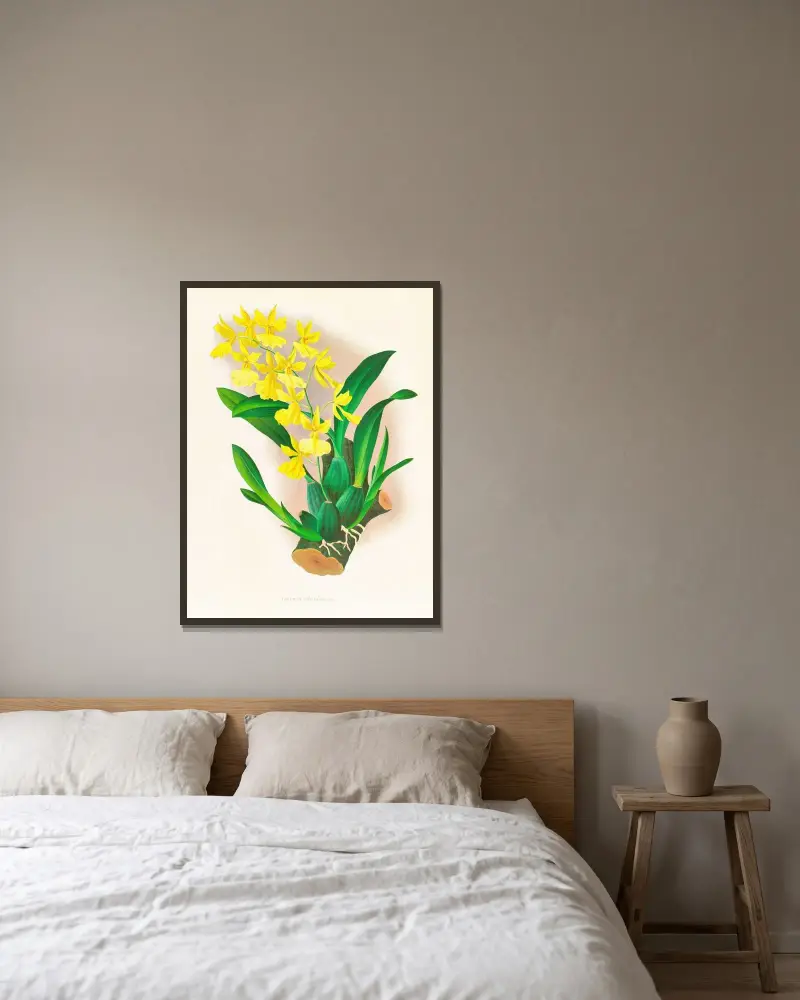 Oncidium concolor av Jean Jules Linden inramad på en vägg