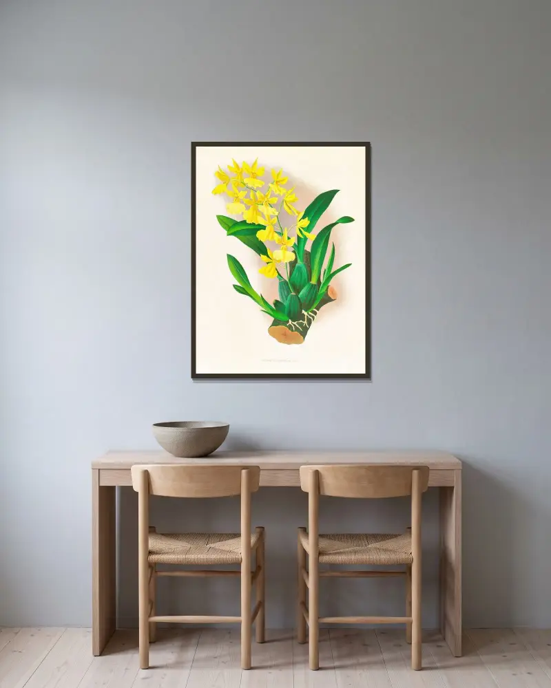 Oncidium concolor av Jean Jules Linden inramad på en vägg
