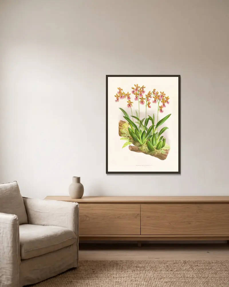 Oncidium cucullatum av Jean Jules Linden inramad på en vägg