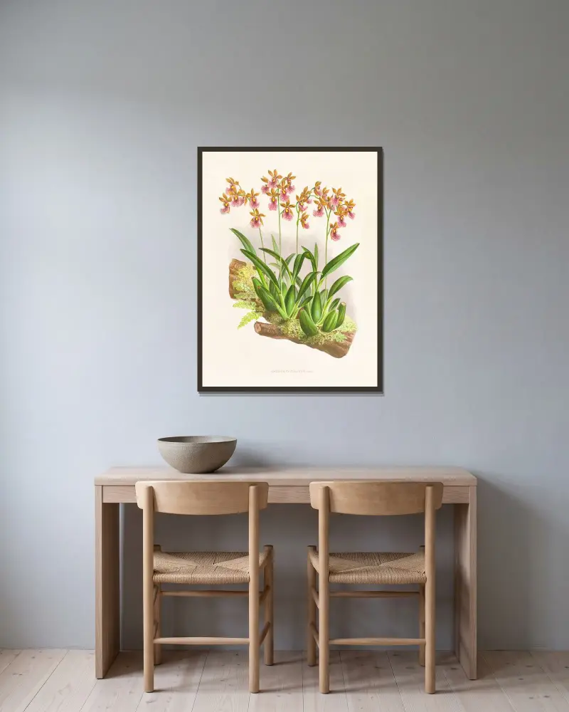 Oncidium cucullatum av Jean Jules Linden inramad på en vägg