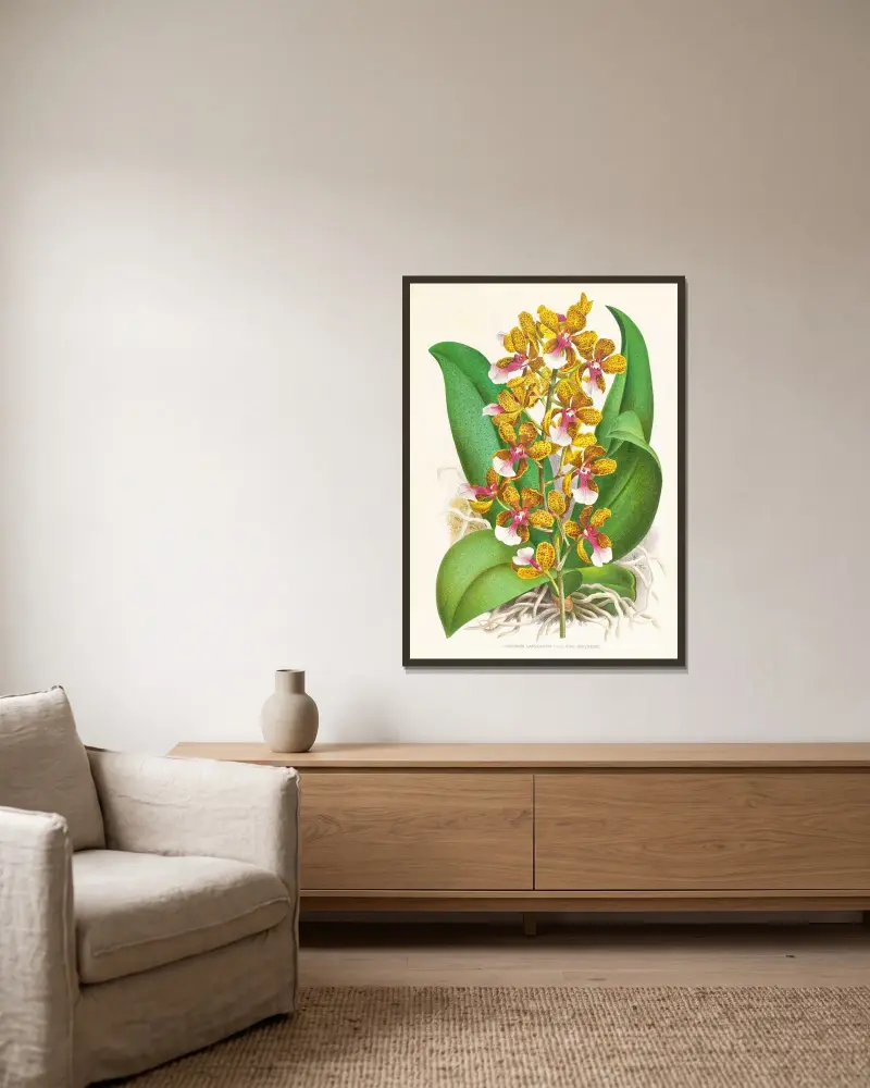Oncidium Lannceanum av Jean Jules Linden inramad på en vägg