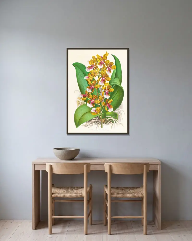 Oncidium Lannceanum av Jean Jules Linden inramad på en vägg