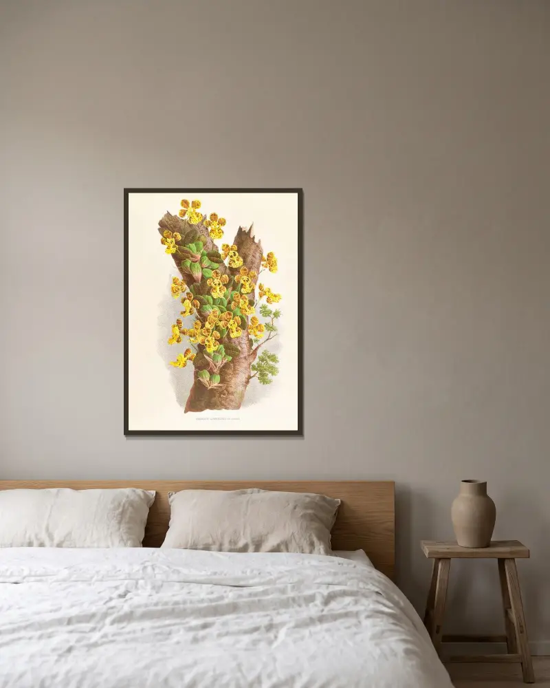 Oncidium Limminghei av Jean Jules Linden inramad på en vägg