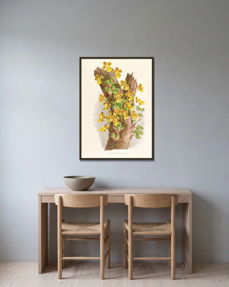 Oncidium Limminghei av Jean Jules Linden inramad på en vägg