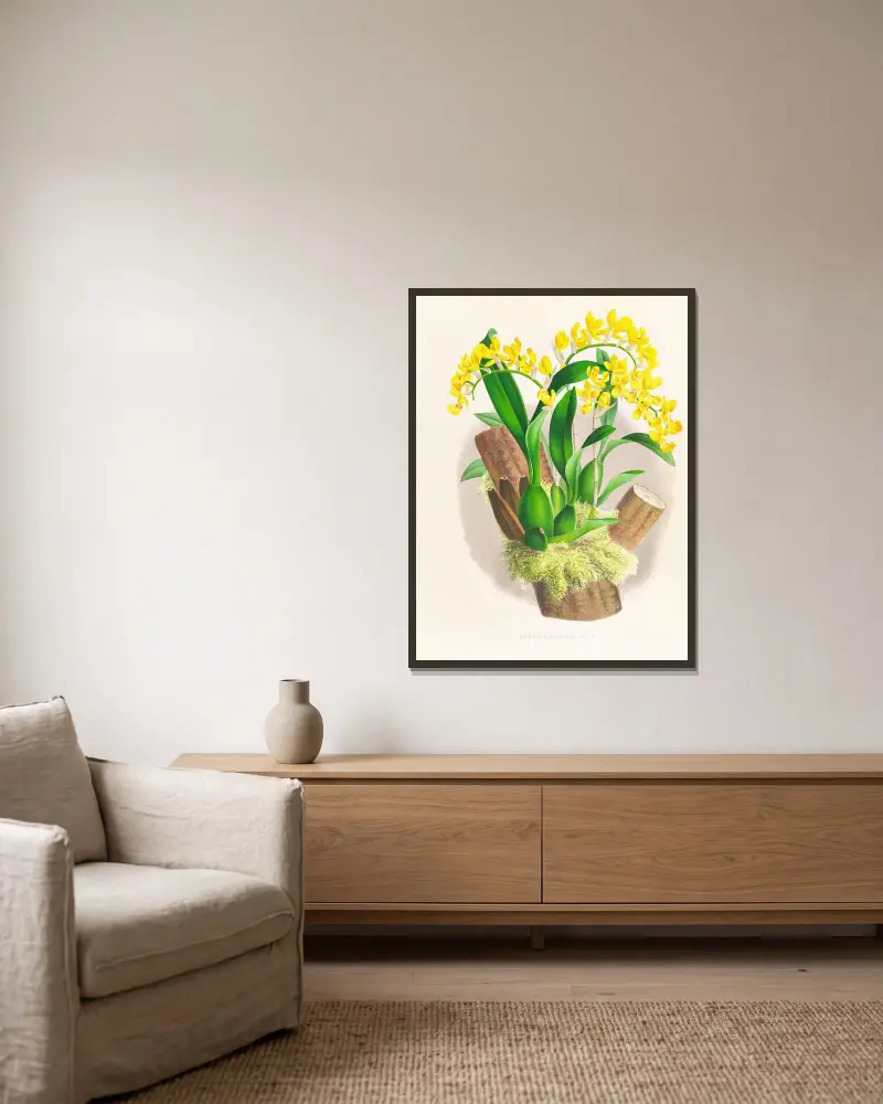 Oncidium warscewiczi av Jean Jules Linden inramad på en vägg