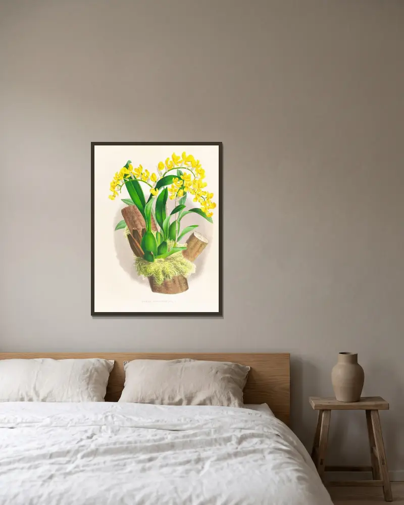 Oncidium warscewiczi av Jean Jules Linden inramad på en vägg