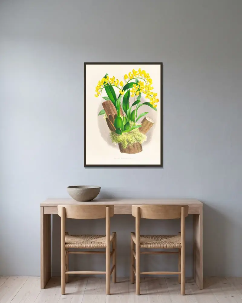 Oncidium warscewiczi av Jean Jules Linden inramad på en vägg