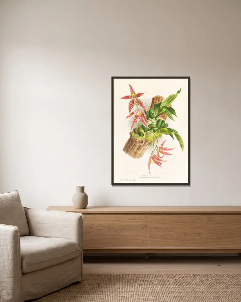 Paphinia Randi, Paphinia Cristata av Jean Jules Linden inramad på en vägg